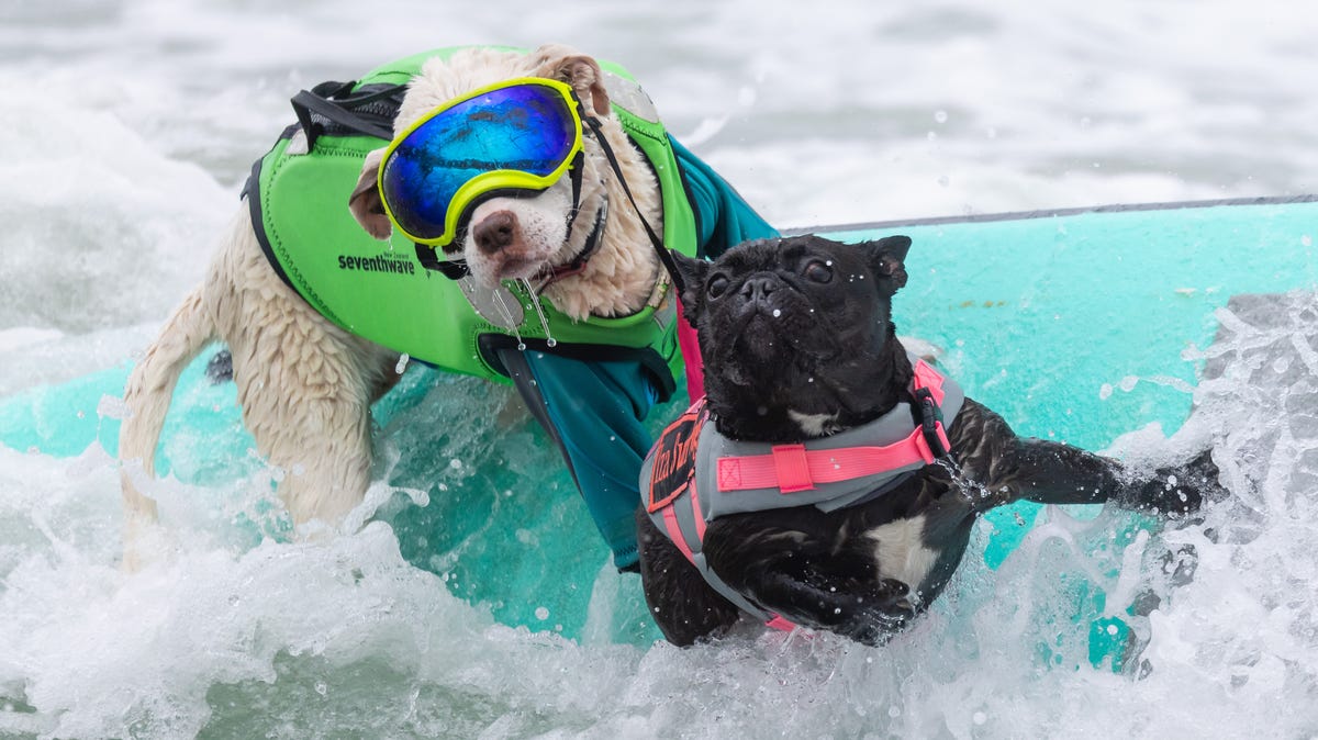 Paws, waves, and wipeouts: Best moments from the World Dog Surfing ...