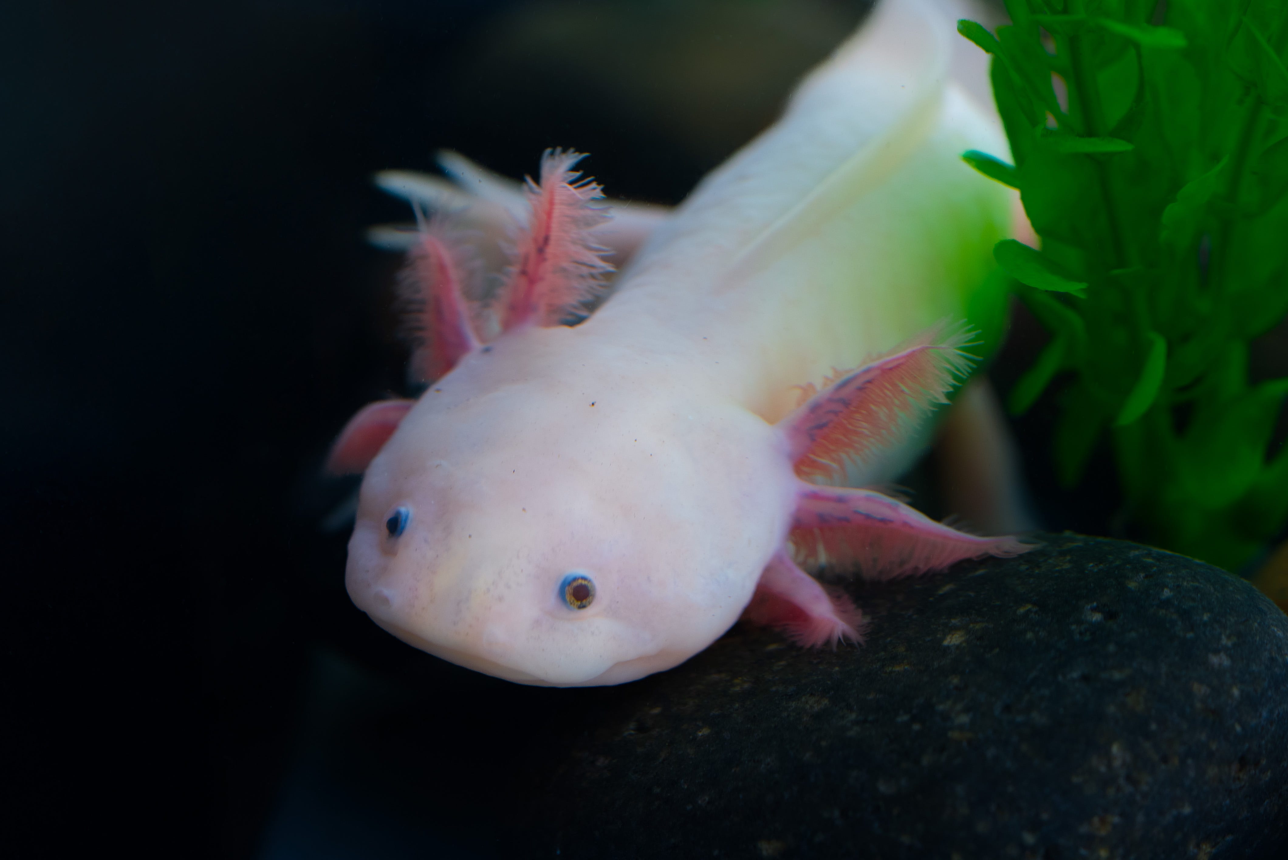 https://www.gannett-cdn.com/authoring/authoring-images/2025/08/07/USAT/85563629007-25-swc-axolotl-bayside-aquarium-jeremy-3.jpg?auto=webp&crop=4239,2385,x0,y0&format=pjpg&width=1200