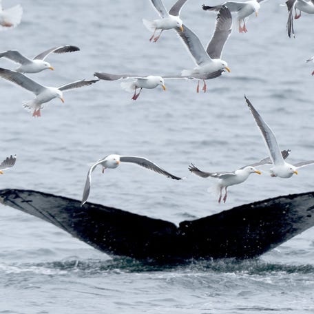 A humpback whale feeds near a marine reserve off Anacapa Island on May 1, 2025.