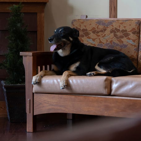 Scout the dog wasn't just escaping the shelter — he was on a mission. Three times, he scaled a 10-foot chain-link fence, braved traffic in the darkness, snuck through automatic doors, just to curl up on a nursing home couch. Now, the staff has a choice to make.
