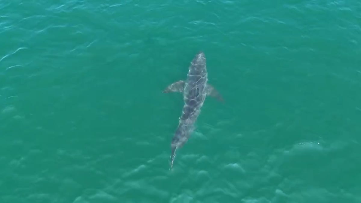 GREAT WHITE MAINE BEACH.jpg