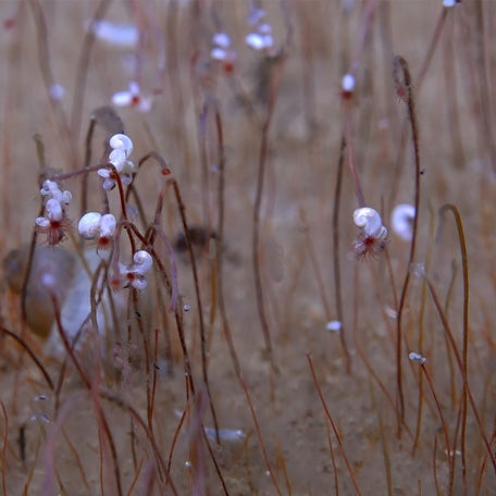 Clusters of tube worms called "frenulate siboglinids", extending red hemoglobin-filled tentacles with small mollusks on the tops of the tubes near the tentacles, are seen at a depth of 9,320 meters (30,500 feet) beneath the sea surface at a site called Wintersweet Valley in the northwest Pacific Ocean, in this undated image.