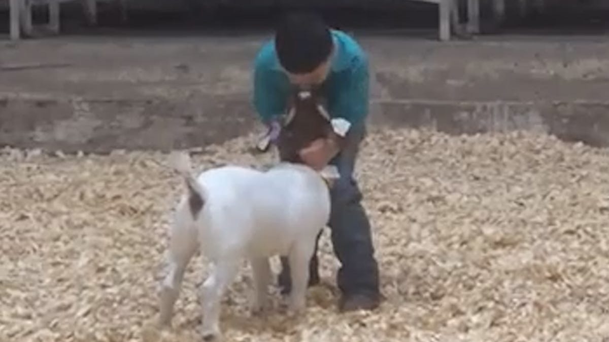 Texas boy beams with pride hugging goat Teddy Bear after 4th place win in show