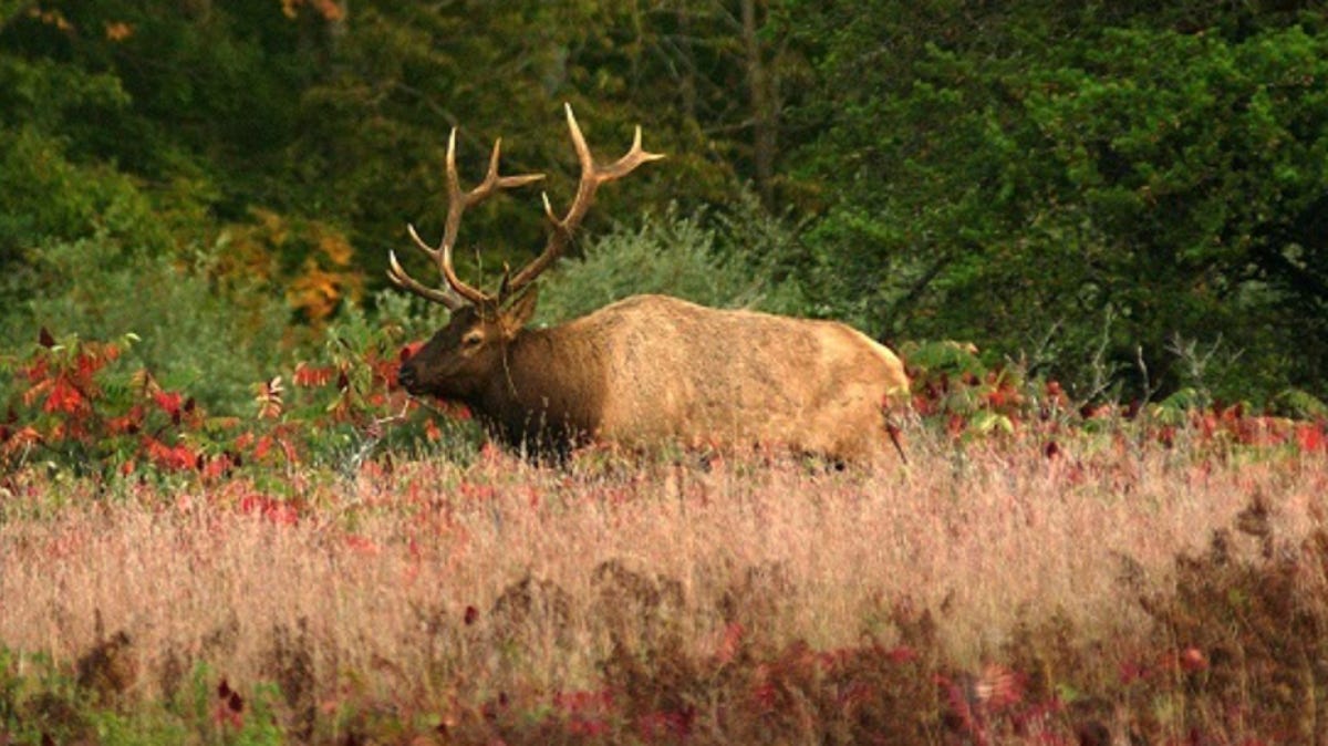‘Trying to get to Elk City?’ Video shows elk exploring Oklahoma small town, hopping fences ‘Trying to get to Elk City?’ Video shows elk exploring Oklahoma small town, hopping fences