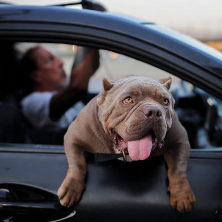 A dog hangs out of a car window in downtown Los Angeles, California, U.S., August 12, 2025. REUTERS/Daniel Cole