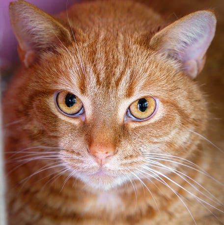 Ginger, a shelter cat with feline hyperesthesia syndrome, recovers after a tail amputation and is now ready for adoption.