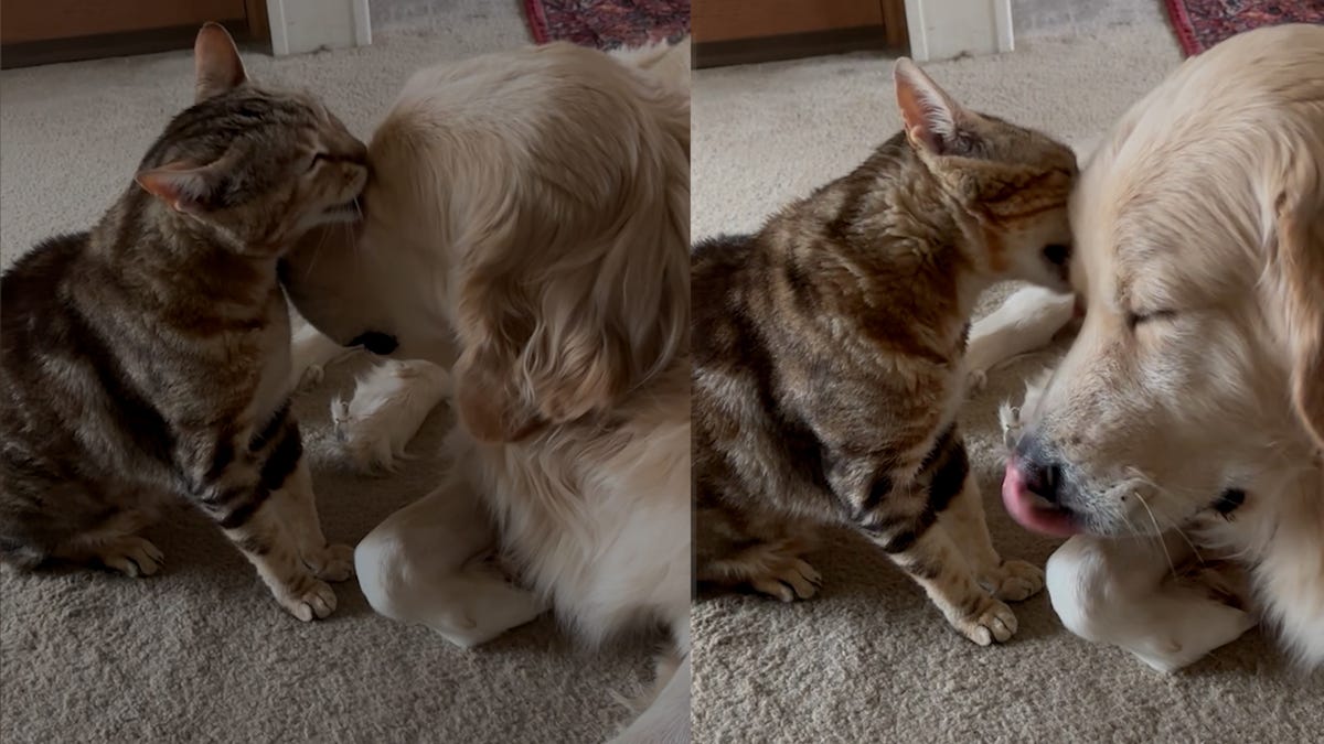 In Osawatomie, Kansas, Conan the cat shows his love by gently licking Rufus the golden retriever's face in a sweet viral video.