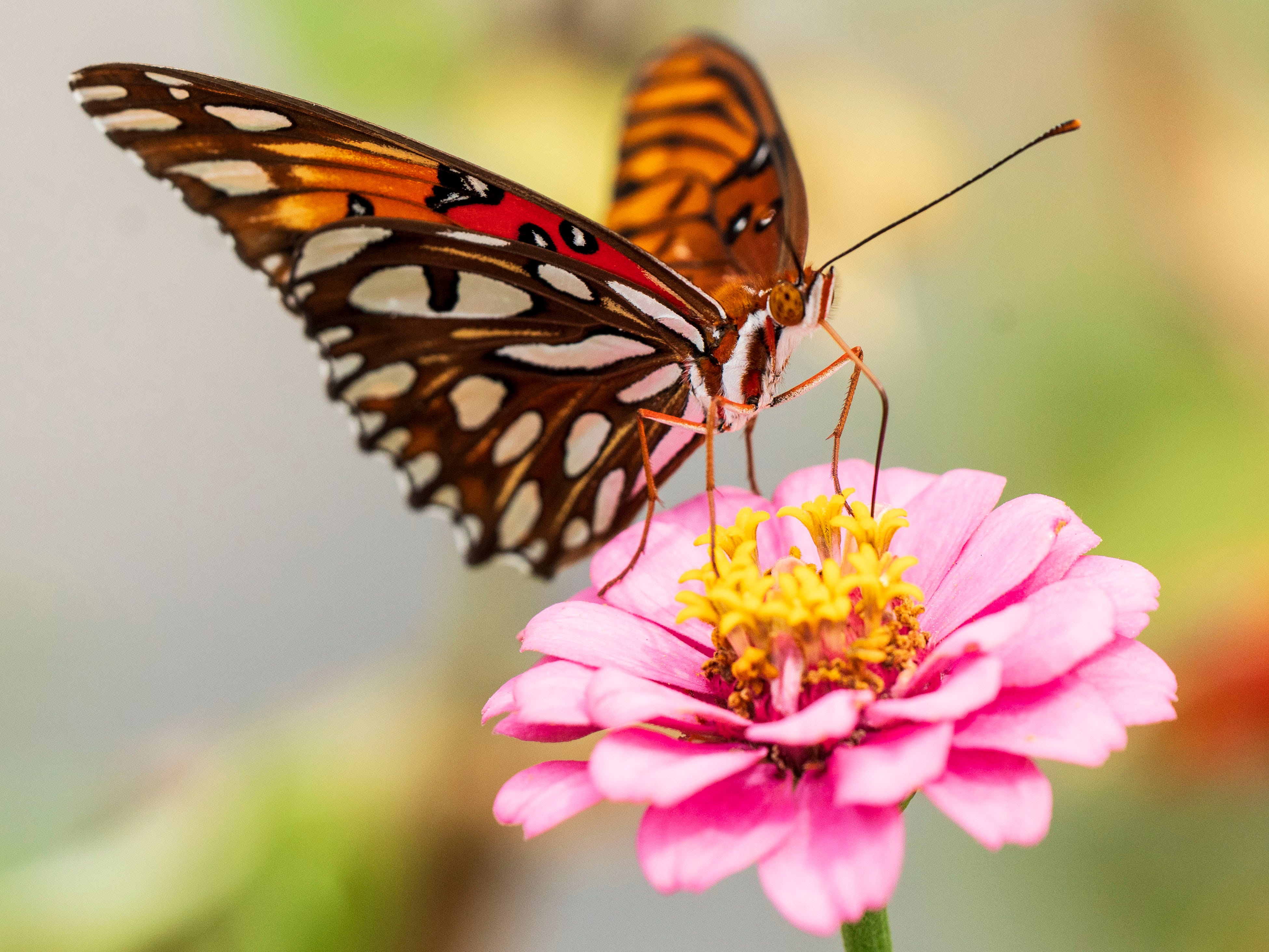 Gulf fritillary butterfly on a zinnia