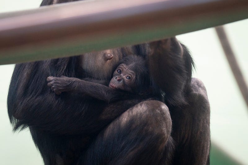 It's a boy! Columbus Zoo welcomes newborn endangered bonobo baby