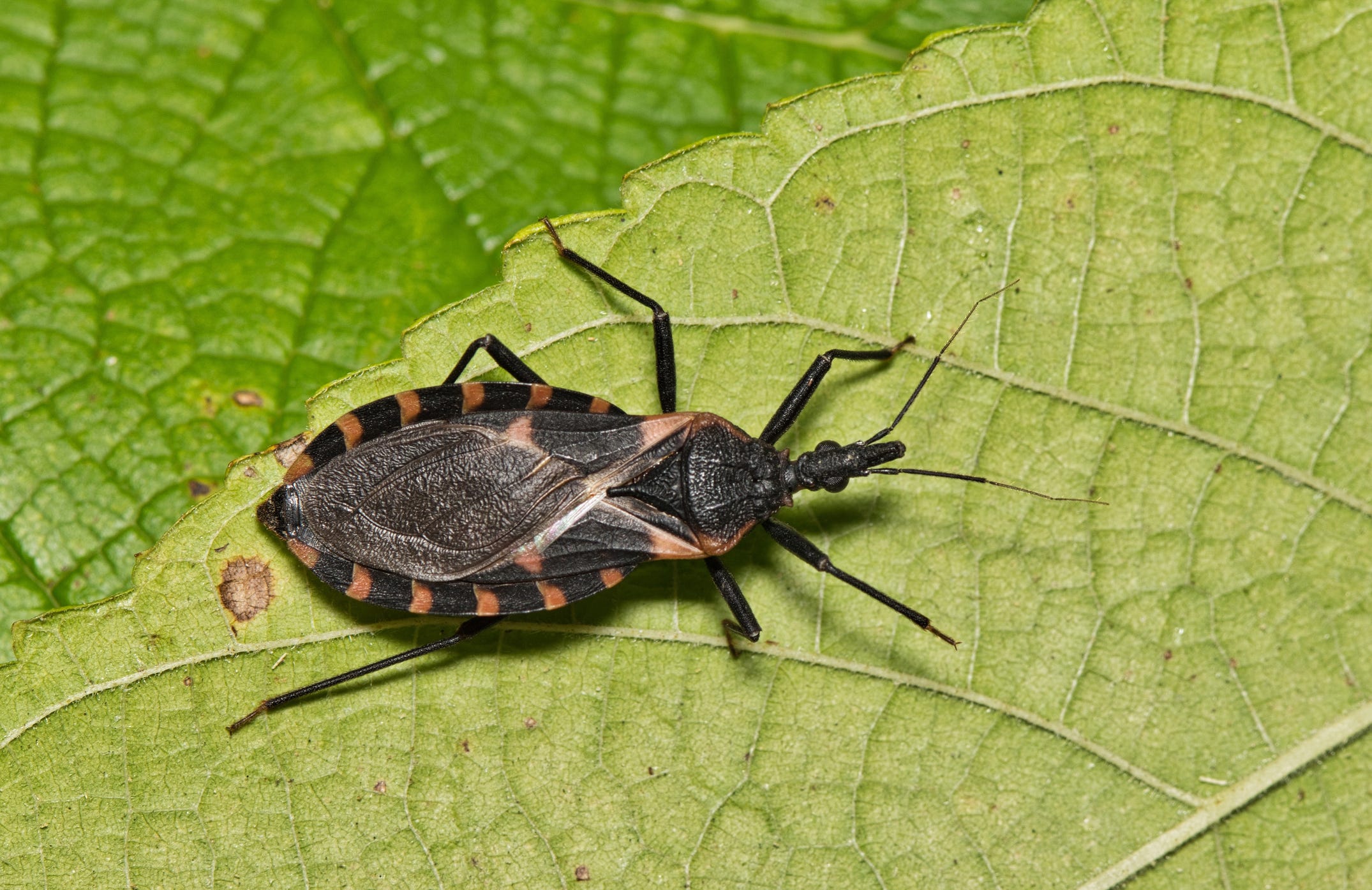 ‘Kissing bug’ disease is endemic in US. What to know in Michigan about parasite