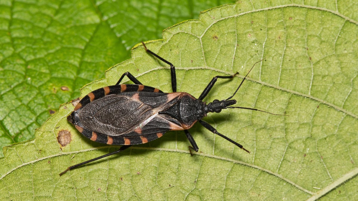 ‘Kissing bug’ disease is endemic in US. What to know in Michigan about parasite ‘Kissing bug’ disease is endemic in US. What to know in Michigan about parasite