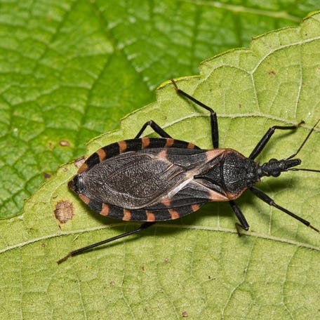 An Eastern Bloodsucking Conenose Kissing Bug (Triatoma sanguisuga) on a leaf in Houston, Texas.