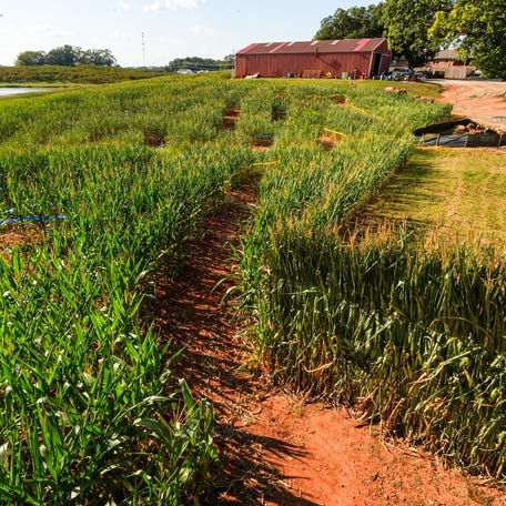 Strawberry Hill USA corn maze at 3097 Highway 11 in Chesnee, S.C.. This year the corn maze has a design featuring Spartanburgers baseball, Sept 27 through November 2.
