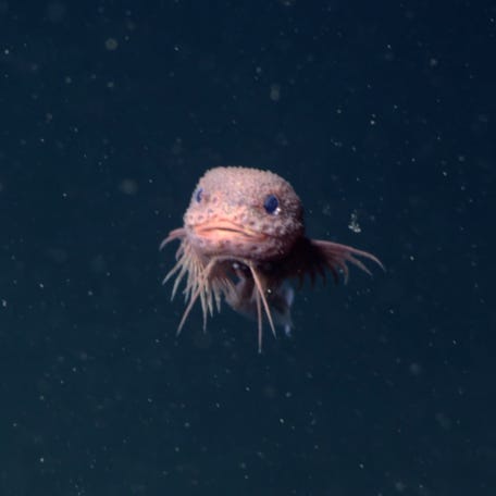 Researchers used MBARI's advanced underwater technology to discover a new species of deep-sea snailfish, and it's utterly adorable!