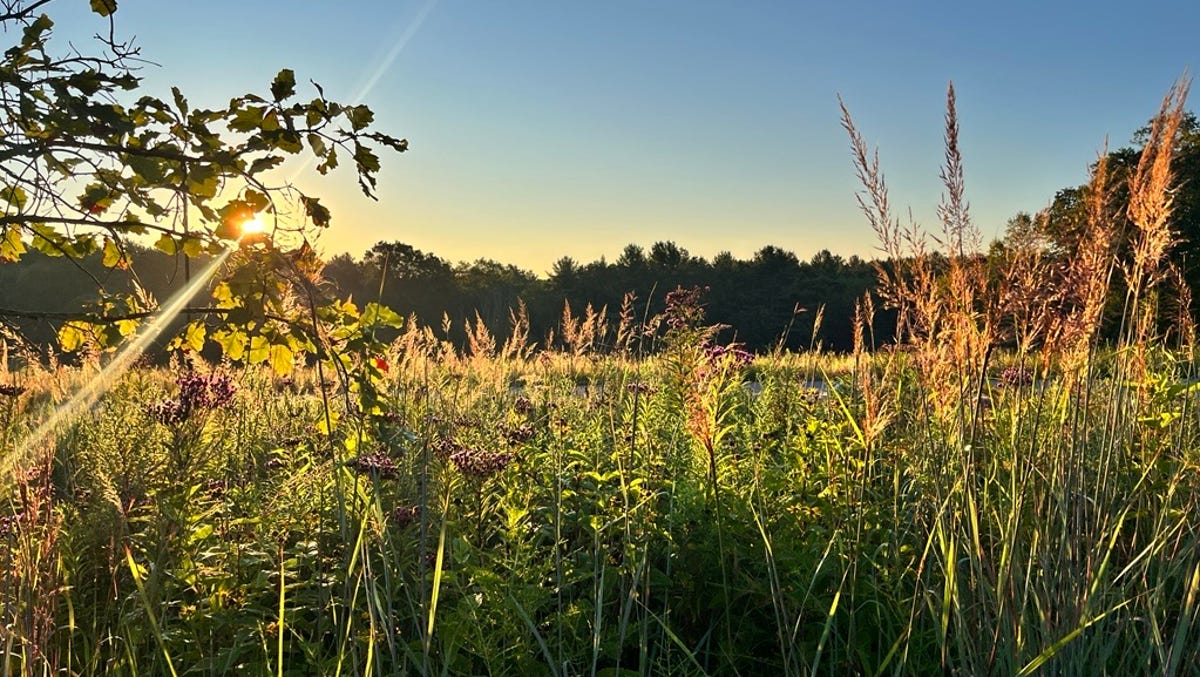 Meadows a moment in time to appreciate Meadows a moment in time to appreciate