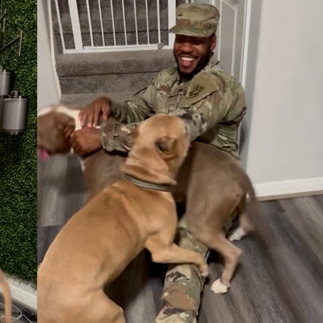 Overjoyed pups can't contain excitement reuniting with solider dad