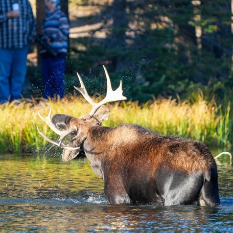 Watched and photographed by human visitors, a resident bull moose shakes off water from Sprague Lake in Rocky Mountain National Park on Sept. 15, 2025.