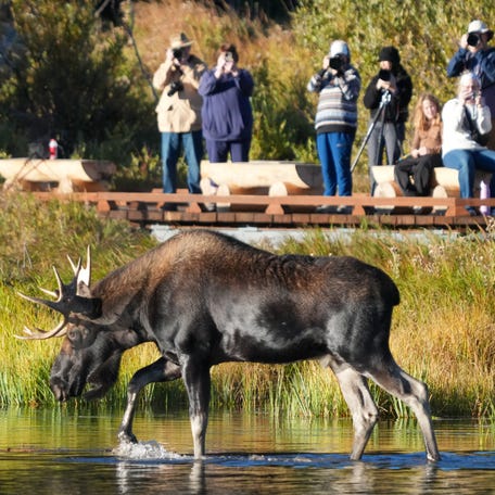 Watched and photographed by human visitors, a resident bull moose walks through Sprague Lake in Rocky Mountain National Park on Sept. 15, 2025.
