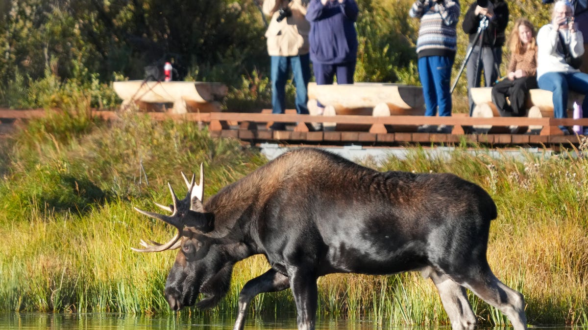 Watched and photographed by human visitors, a resident bull moose walks through Sprague Lake in Rocky Mountain National Park on Sept. 15, 2025.