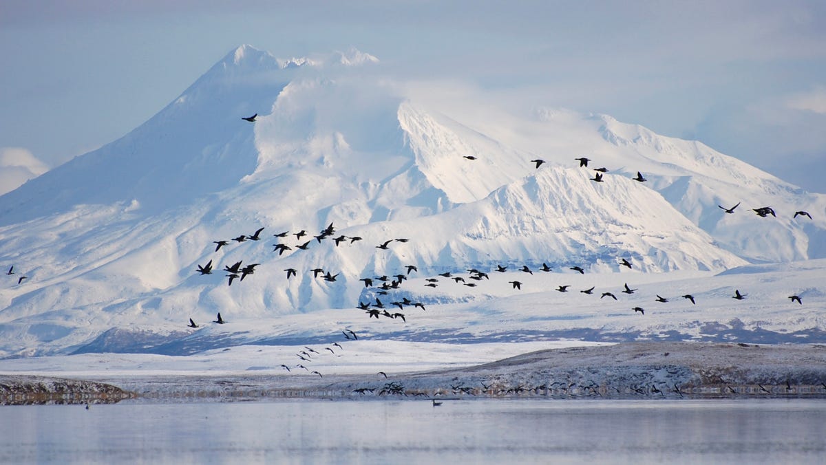 Pacific black brant fly past Mount Dutton over the Izembek Lagoon in the Izembek National Wildlife Refuge in Alaska's Aleutian Islands, in this U.S. Fish and Wildlife Service (USFWS) picture taken November 7, 2008.