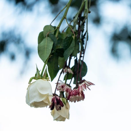 Flowers are displayed on the tree where Demartravion "Trey" Reed's body was found on Sept. 15, 2025, before a candlelight vigil three days later at Delta State University in Cleveland, Mississippi. Reed was a 21-year-old computer science major from Grenada. The state medical examiner's office said: "Findings were consistent with the initial investigation, determining the cause of death to be hanging and the manner of death as suicide. Final toxicology results   are pending and may take two to four weeks to complete."