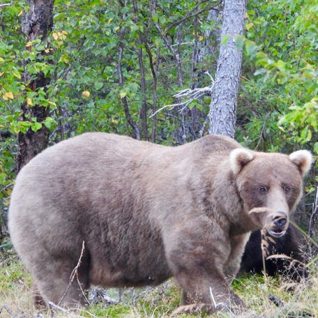 Mama bear known as 128 Grazer, whose cub was killed by her opponent in July, was crowned the 2024 champion of the annual park contest that "celebrates the healthy appetites of brown bears" ahead of winter when they will not eat or drink until they emerge in spring, the National Park Service reported. Here she is pictured on Sept. 12, 2024.