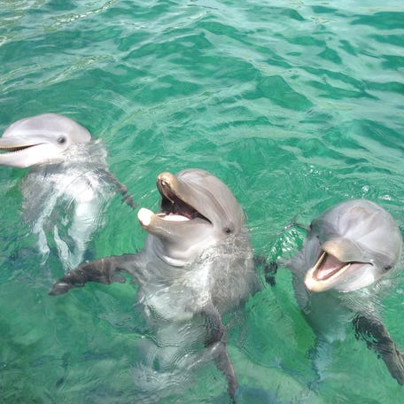 L-R: Bottlenose dolphins Cayman, Bimini and Noel. Cayman is the only surviving dolphin as of September 2025.