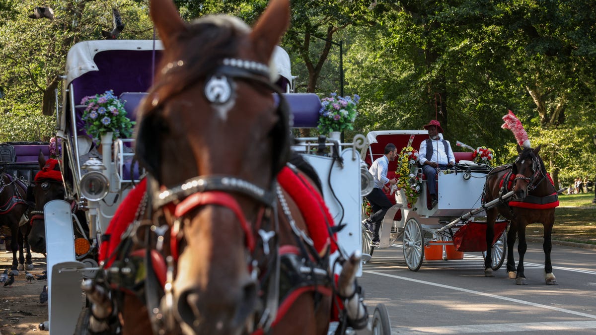 NYC Mayoral Candidates Unite: Is the End of Horse-Drawn Carriages in Central Park Nigh?