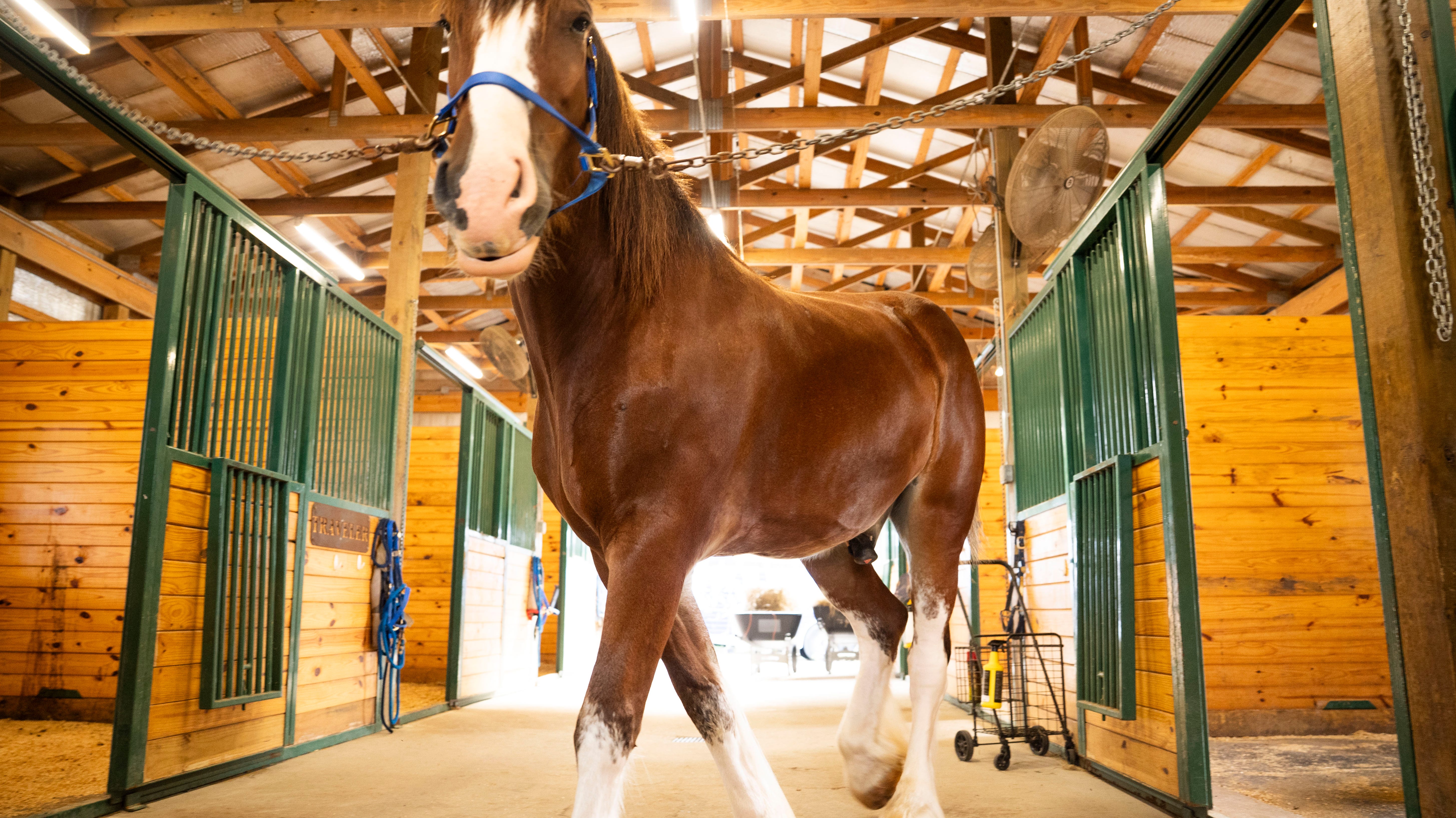 Nashville PD mounted patrol got a big boost this summer: What to know