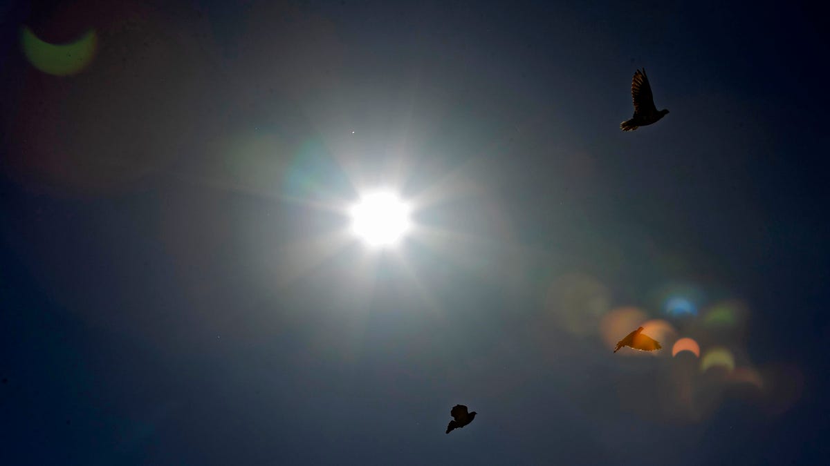 A flock of pigeons flies in the sky above Qamishli in northeastern Syria on October 25, 2022 during a partial solar eclipse.