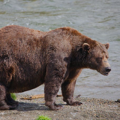 There's a new Fat Bear Week winner. Fat Bear 32 Chunk was crowned the 2025 champion of the annual park contest on Tuesday night, Sept. 30. Out of more than 160,000 votes, Bear 32 Chunk, a male weighing over 1,200 pounds, topped Bear 856, a grizzled veteran male bear, to become champion. The draw came down to two thick adult male competitors: champion Bear 32 Chunk and Bear 856. Bear 32 Chunk received 96,350 votes, and Bear 856 netted 63,725 votes. Bear 32 Chunk   was a Fat Bear Week finalist in both 2023 and 2024.