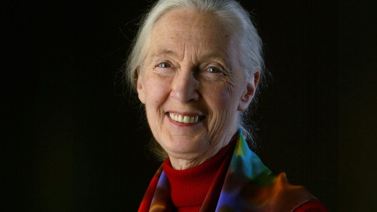 Jane Goodall, with her mascot Mr. H. on March 4, 2004.