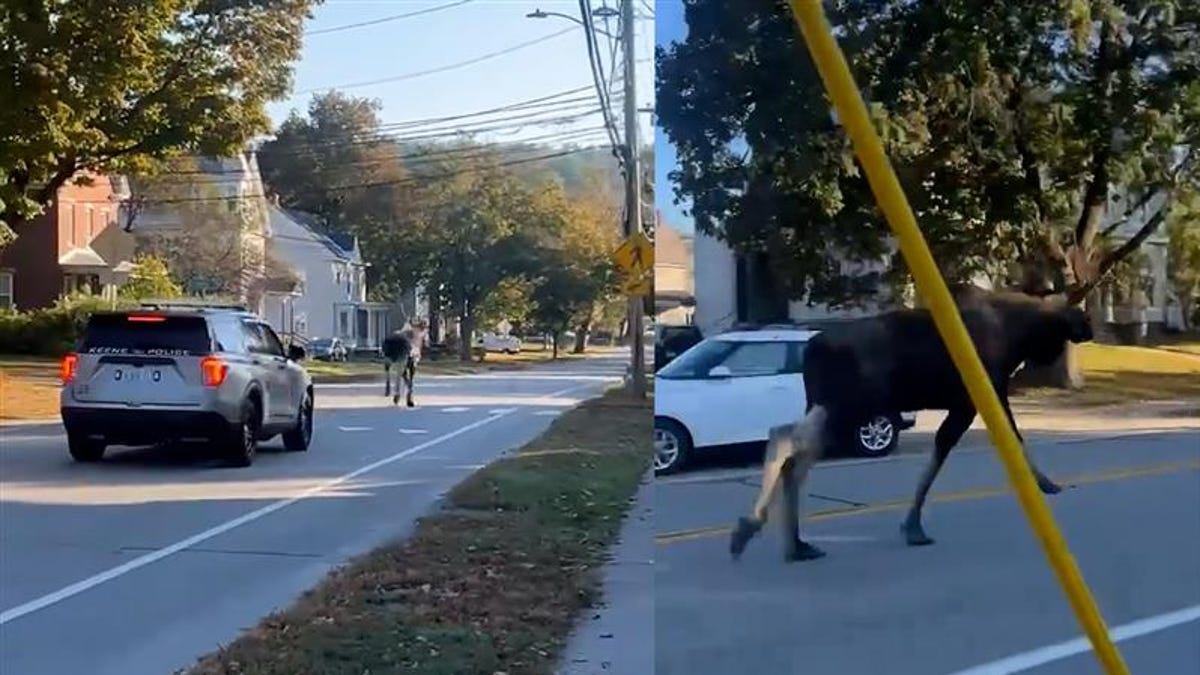 Moose on the loose! New Hampshire police chase down bull moose Moose on the loose! New Hampshire police chase down bull moose