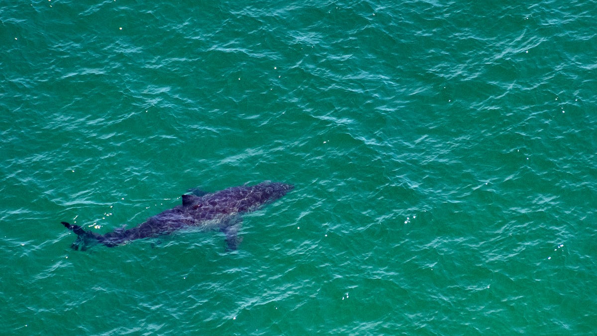 The largest great white shark tagged by OCEARCH pings in unusual spot