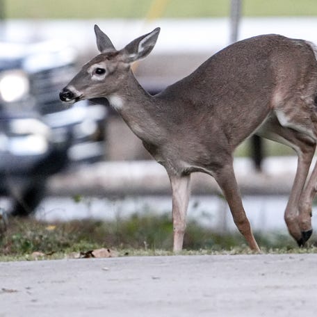 Deer run away from being near Linley Park and a car passing by in Anderson Tuesday, October 5, 2025. Deer are most likely seen near roads during breeding months, several experts say October through December. South Carolina ranks 14th in the country, with a 1 in 93 likelyhood of an animal involved claim in 2024-2025, reports State Farm insurance. 