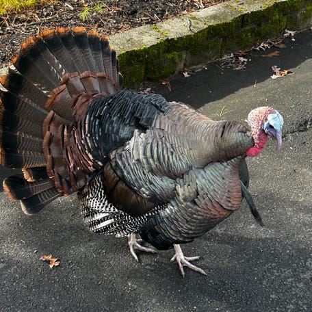Kevin the turkey struts onto a neighbor's driveway in Sterling.