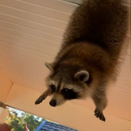 A raccoon became stuck in a porch ceiling in London, Canada, sparking a hilarious rescue and an unexpected ending.