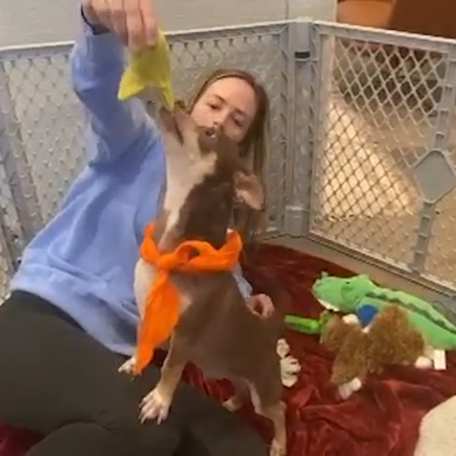 A sick orphaned puppy named Flounder was nursed back to health at the Sky Sanctuary Rescue in Phoenix, Arizona, and adopted into a forever home.