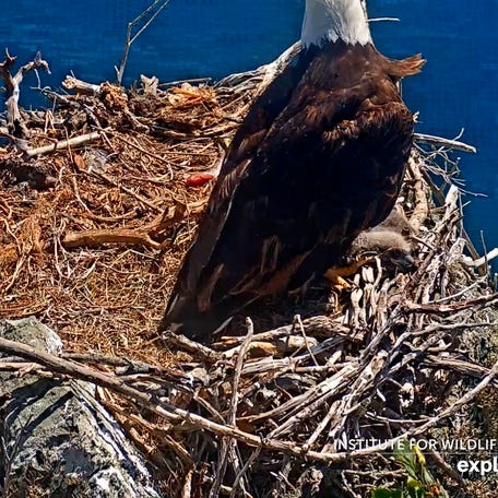 A wildlife rescue crew saved a baby bald eagle accidentally kicked out of its nest on Catalina Island. They recovered the eaglet from a cliff's edge.