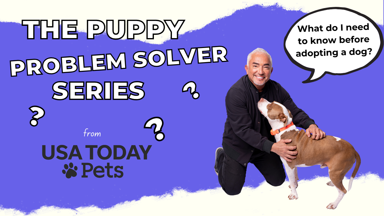 Adopting a dog? Cesar Millan says make sure it matches your energy