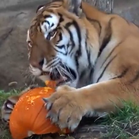 Zoo animals play with pumpkins and Halloween decor in festive fun thumb