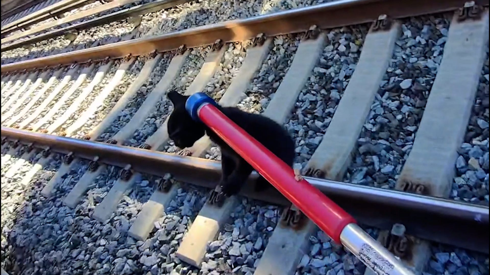 Watch cat rescuers stay calm during daring railway tracks