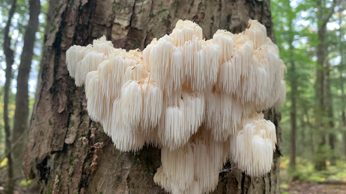 What is lion’s mane? Follow the science. What is lion’s mane? Follow the science.