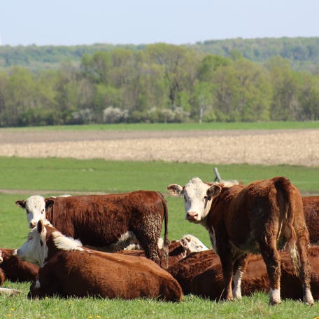 On Oct. 20, 2025, the National Cattlemen's Beef Association responds to comments from President Donald Trump that suggested importing beef from Argentina would be a solution to lower beef prices. "This plan only creates chaos at a critical time of the year for American cattle producers, while doing nothing to lower grocery store prices,