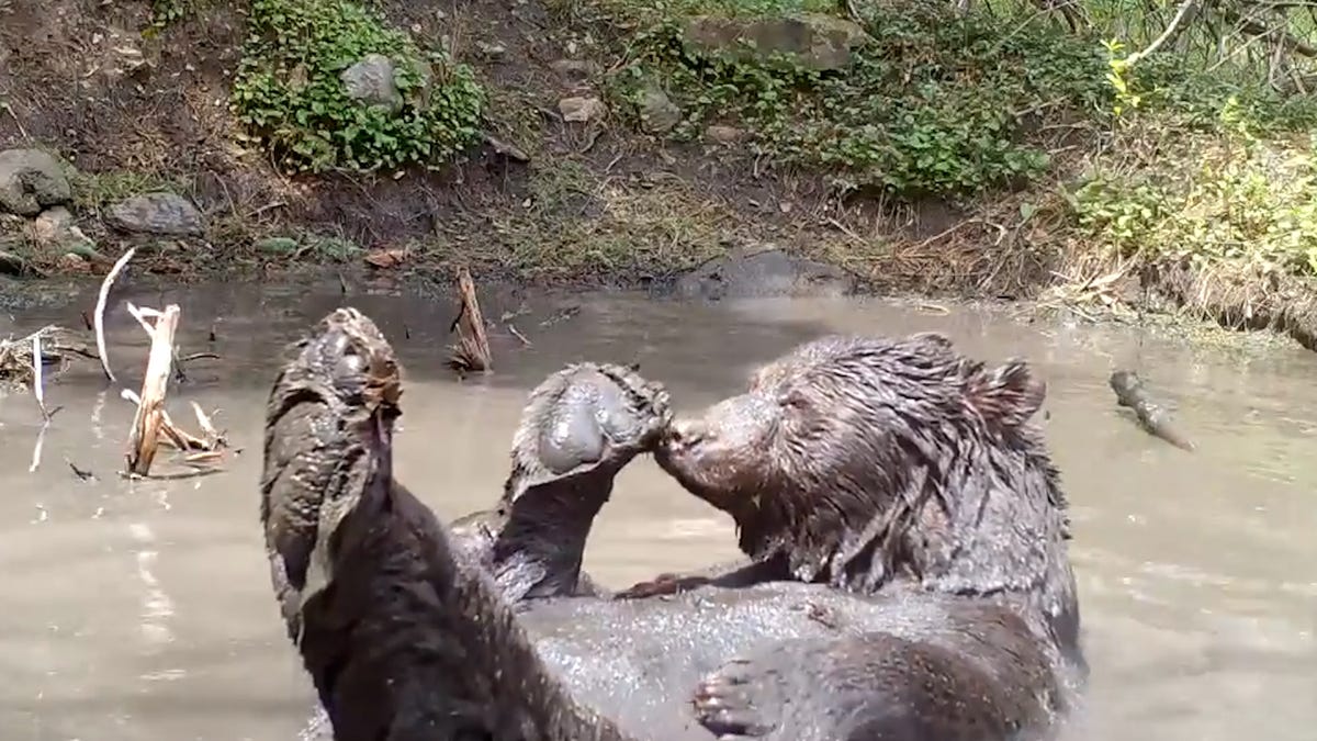 A trail camera in Roxborough State Park, Colorado caught the moment a bear took a relaxing mud bath. The puddle offered a break from the 79-degree heat.