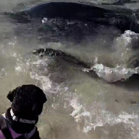 Dog jumps in to play with stingray on Melbourne beach thumb