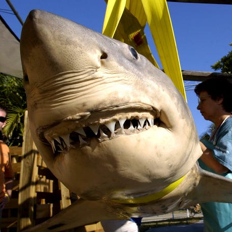 Debi Ingaro, a senior biologist at Mote Marine Laboratory, examines the skin of a preserved great white shark. The nine foot-long, female shark was caught by fishermen off California and donated to Mote for public education.