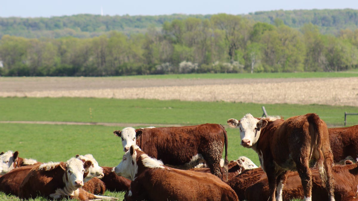 R-Calf USA CEO Bill Bullard says the solution of inviting more imports to supplement domestic production is the very strategy that has been shrinking the U.S. cattle industry for the past four decades.