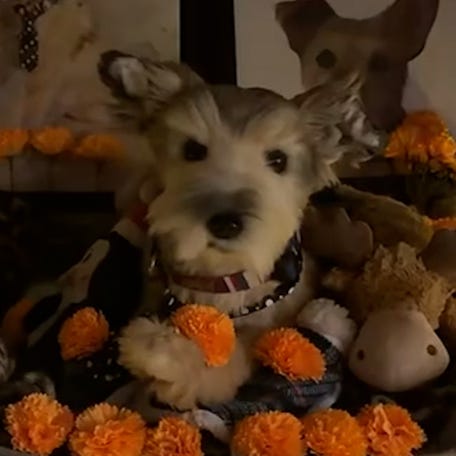 See families create beautiful ofrendas to honor beloved pets for Día de los Muertos