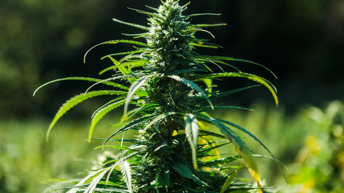 A hemp plant with the flower and inflorescence grows on a 15-acre farm of former Lexington, Kentucky, mayor and congressman Scott Baesler.